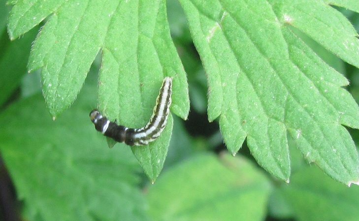 Bruco da ID - Helcystogramma cfr. triannulella, Gelechiidae